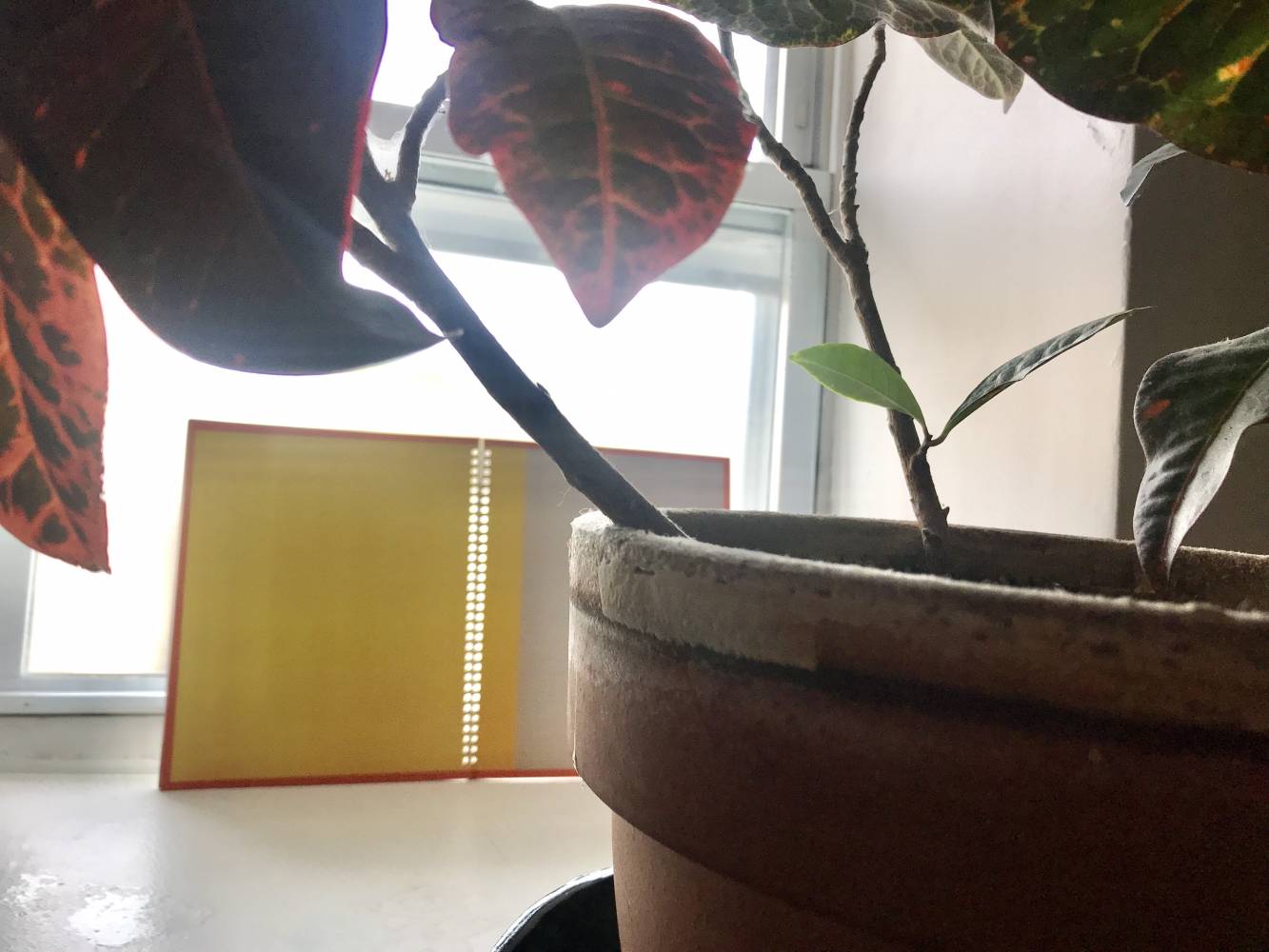 plant and window