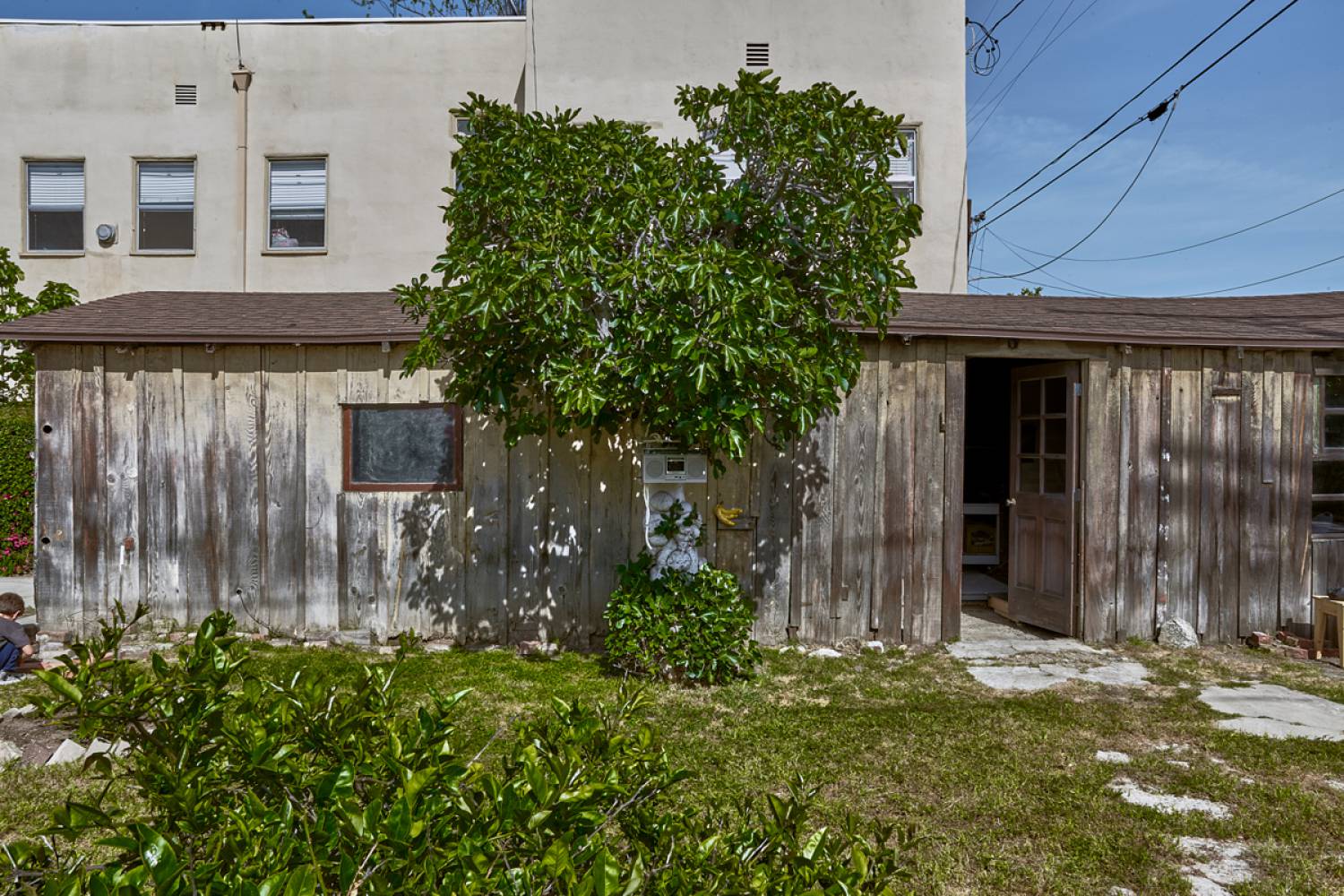 tree and building