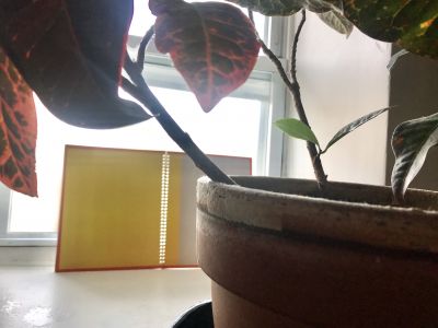 plant and window