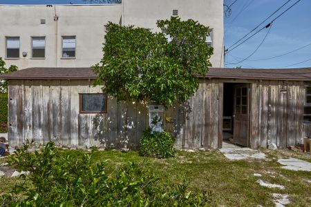 tree and building